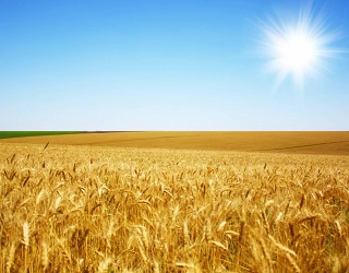 Тернопільська «Аркадія» збільшить площі під зерновими на 30%